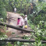 Dampak pancaroba membuat cuaca tidak menentu. Antara lain menimbulkan bencana puting beliung, banjir, juga angin kencang yang membuat banyak pohon tumbang. 