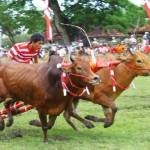 Salah seorang tukang tongko sedang memacu sapinya dalam sebuah perlombaan karapan sapi.