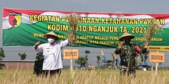 Menuju Nganjuk Sehat, Plt Bupati Marhaen Hadiri Panen Perdana Padi Sehat Sistem Demplot