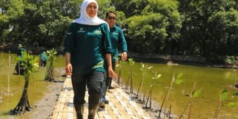 Peringati Hari Mangrove Sedunia, Gubernur Khofifah Bilang Begini