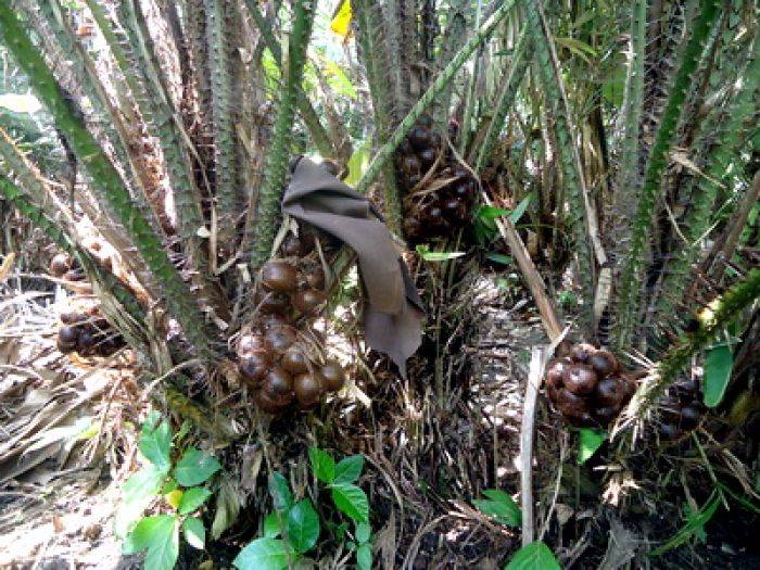 ​  Harga Terus Menurun, Salak 