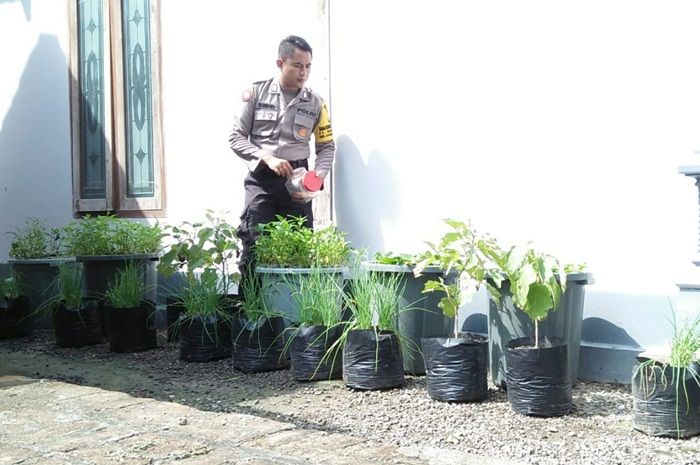 Hobi Aquaponik, Bhabinkamtibmas di Tawun Ngawi Bagikan Sayuran dan Ikan Segar ke Tetangga