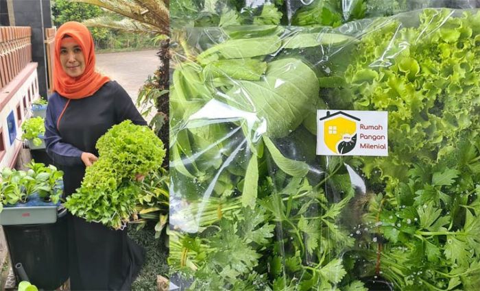 Tetap Produktif di Masa Pandemi, Ibu-ibu di Kota Batu Tanam Sayur Sistem Hidroponik