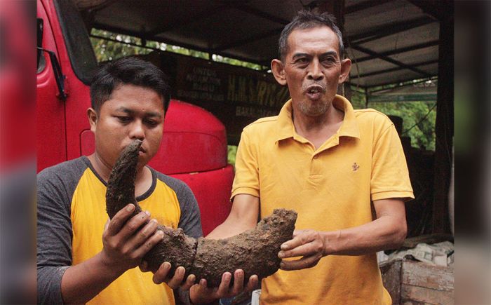 Hasil Ekskavasi di Hutan Tritik Nganjuk, Tim BPSMP Temukan Fosil Binatang Purba, Apa Saja?