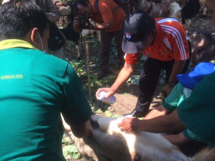 Sidak Hewan Kurban, Petugas Temukan Kambing Tak Laik Jual