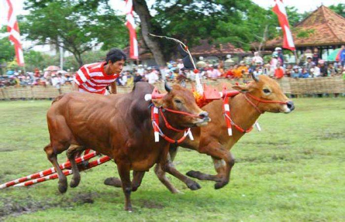 Karapan Sapi, Ajang Paling Bergengsi di Madura