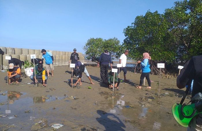 Hari Mangrove Sedunia, KPMM Bersama UIM Pamekasan Tanam Ratusan Bibit Mangrove