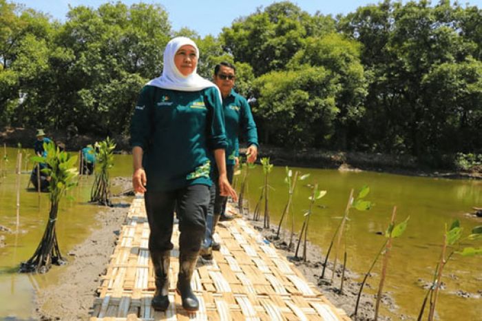 Peringati Hari Mangrove Sedunia, Gubernur Khofifah Bilang Begini