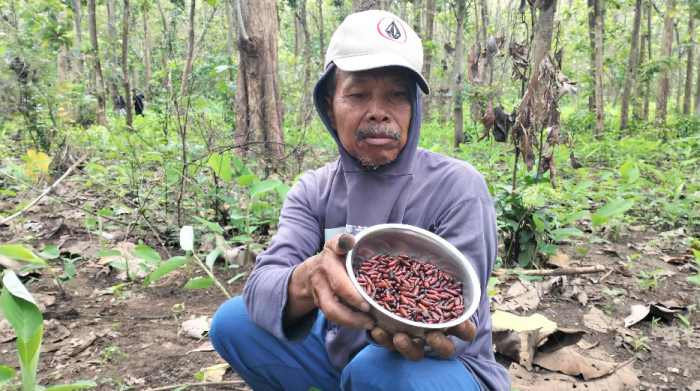 Puluhan Warga Blitar Tempuh Belasan Kilometer untuk Buru Kepompong Ulat Daun Jati, Buat Apa?