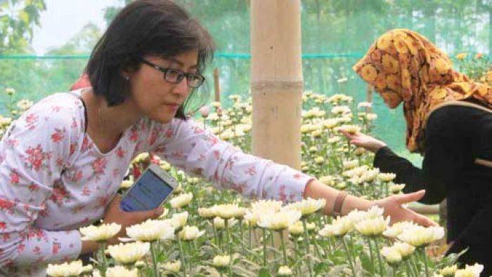 Pengunjung Agrowisata Bunga Krisan di Tulungagung Melonjak 100 Persen 