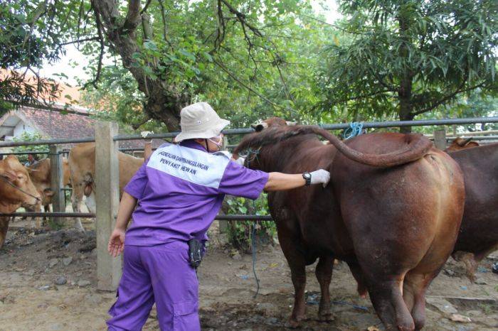 ​Wuih, Sapi Bercacing Dijual Untuk Hewan Kurban