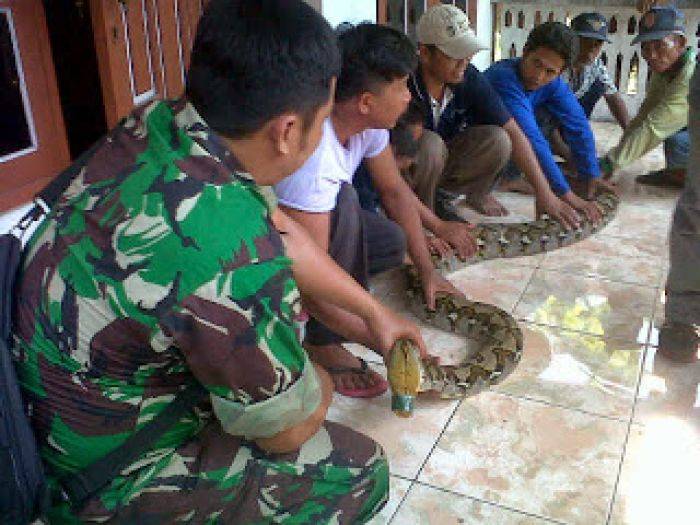 Ular Piton Gegerkan Kecamatan Puri Mojokerto 