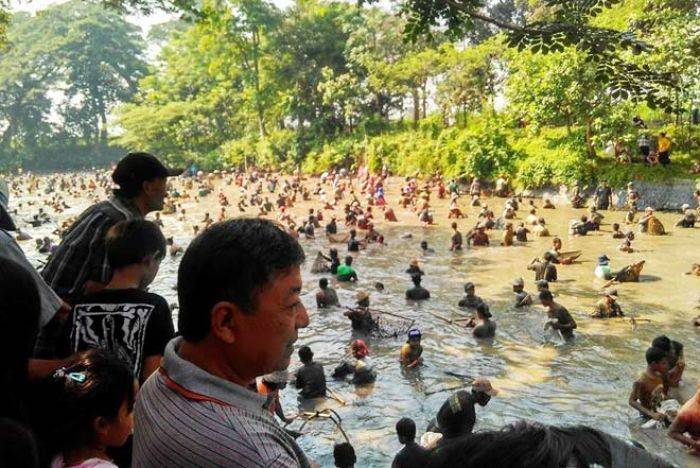 Ramainya Tradisi Grobyak Ikan di Sumber Gundi Kediri