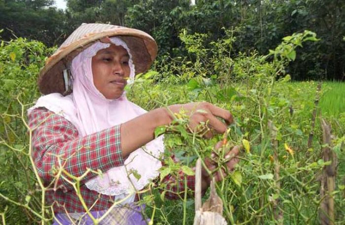 Di saat Harga Cabai Mahal, Pohon Cabai Diserang Hama Pathek