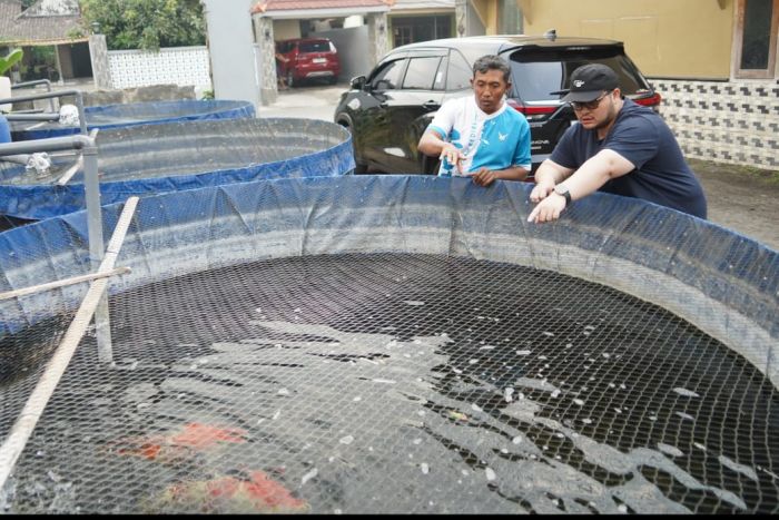 Bupati Dhito Berharap Koi​ Jadi Ikan Hias Identik Kabupaten Kediri