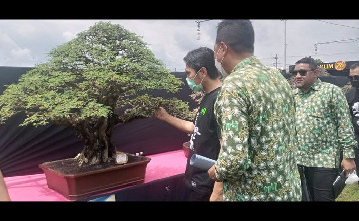 Gali Potensi Penggiat Bonsai di Madiun, PPBI Gelar Pameran dan Kontes Bonsai