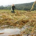 Ilustrasi: sawah yang terendam banjir.