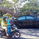 Sebuah mobil jenis minibus tertimpa pohon tumbang di Jalan Raya Kademangan - Tulungagung, Kecamatan Kademangan, Kabupaten Blitar. Tepatnya di traffic light barat jembatan Kademangan.