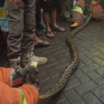 Ular sepanjang 2,9 meter ditemukan di selokan rumah warga di Petemon Kuburan, Sawahan, Surabaya.