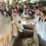 Pj Gubrnur Jatim Adhy Karyono saat meninjau sapi di HFT Glorious Farm, Kabupaten Lamongan, Jumat (7/6/2024).