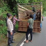 Suasana penyekatan lalu lintas hewan ternak yang dilakukan petugas di Kecamatan Kasembon, Kota Batu.