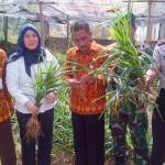 Kepala Bapelu, Labat Wibowo bersama pejabat muspika saat lauunching budidaya jahe merah di Desa Kedanyang Kecamatan Kebomas, beberapa waktu lalu. foto: syuhud/ BANGSAONLINE