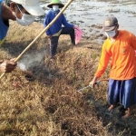 Para petani di Kecamatan Kedunggalar saat berburu tikus.