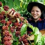 Petani kopi Arabika sumringah