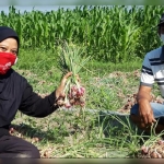 Yayuk Anisa, S.P., M.Agr., PPL Dinas Pertanian dan Perkebunan Kabupaten Kediri bersama salah seorang petani saat panen bawang merah. foto: MUJI HARJITA/ BANGSAONLINE