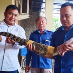 Petugas saat menunjukkan seekor buaya muara yang dipelihara oleh warga Kota Blitar.