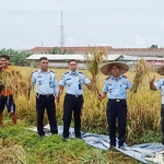 Narapidana asimilasi Lapas Kelas IIA saat melakukan panen raya padi didampingi Kalapas M. Hanafi.