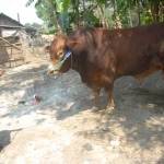 Sapi jenis limosin dengan bobot 1,3 Ton yang dibandrol Rp 80 juta di Dusun Bapang Desa Sumbermulyo Kecamatan Jogoroto. (foto: rony suhartomo/BANGSAONLINE)