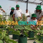 Dirut Pupuk Indonesia Rahmad Pribadi (dua dari kanan) bersama istri, didampingi Dirut Petrokimia Gresik, Dwi Satriyo Annurogo, saat melihat hasil budi daya tomat dan terong di nurseries and plantation. Foto: SYUHUD/BANGSAONLINE