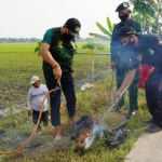 GPK Jombang bersama petani saat gropyokan tikus di sawah. (foto: ist)