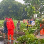 Petugas saat mengevakuasi pohon tumbang.