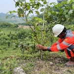 PT SBI rutin melakukan penanaman pohon sebagai bentuk penerapan prinsip keberlanjutan dalam proses produksi.