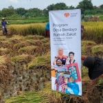 Rumah Zakat bersama petani saat melakukan panen raya padi di Tlanakan, Pamekasan.