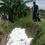 Tampak longsor juga terjadi di tanggul sungai Bengawan Solo Desa Pilanggede, Kecamatan Kanor, Bojonegoro.