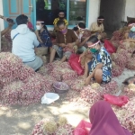 Para pembersih bawang merah sedang sibuk bekerja sambil memakai ikat kepala merah putih. 