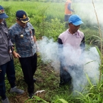 Petani juga melakukan pengasapan di lubang-lubang tikus.