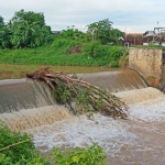 Pohon raksasa yang nyangkut di Dam Telusur mengancam jembatan Juritan. foto: YUDI EP/ BANGSAONLINE