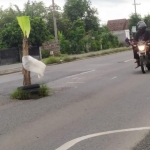 Pohon pisang tumbuh di tengah jalan nasional Surabaya - Jombang yang rusak.