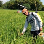 Agus Suprapto, petani Desa Kaliboto menunjukkan tanaman padinya yang terserang neck blast atau penyakit potong leher. foto: MUJI HARJITA/ BANGSAONLINE