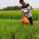 Petani terpaksa mengairi sawahnya menggunakan ember.