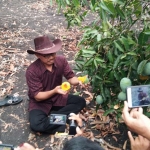 Sudiono Fauzan menunjukkan Mangga Alpukat yang dipetik dari kebun miliknya. foto: AHMAD FUAD/ BANGSAONLINE