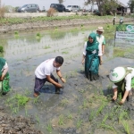 Ning Lia bersama kader dan pengurus Perempuan Tani HKTI Jatim melakukan tandur bareng petani di Desa Bojoasri, Lamongan, belum lama ini. foto: istimewa