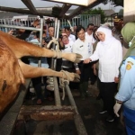 Gubernur Jawa Timur Khofifah Indar Parawansa saat kunjungan kerja di Balai Besar Inseminasi Buatan (BBIB) Singosari, Malang, Kamis (5/12) sore. foto: istimewa/ bangsaonline.com