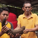 Asper Perhutani BKPH Tamanan, Susilo (kanan) saat menunjukkan tanduk banteng yang berhasil diangkat. foto: RAFLI FAJRI JULIANTO/ BANGSAONLINE