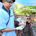 Salah satu sapi saat sedang diperiksa giginya.