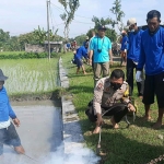 Kades bersama warga dalam kegiatan gropyokan tikus. (foto: ist)